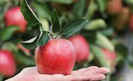 Фермер передал две тонны яблок Муниципальной клинической больнице 1