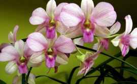 Oamenii de știință au descoperit un nou tip de orhidee