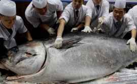 Гигантский тунец продан на аукционе за 31 млн долларов