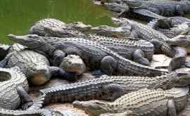Un bărbat crește 45 de crocodili în grădina casei Care este motivul 