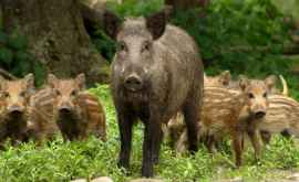 Polonia a sacrificat mii de mistreţi de frica pestei porcine