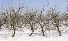 Обильные снегопады в Молдове не причинили ущерб садам