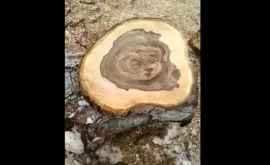  Chipul unei fetițe a fost descoperit pe tulpina unui copac tăiat VIDEO