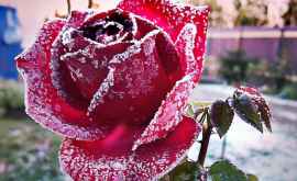 Как защитить садовые розы от морозов