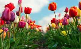 На Бардаре расцвели первые тюльпаны