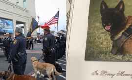 Полицейская собака из Техаса была похоронена с воинскими почестями