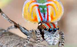 Обнаружен новый вид самых ядовитых пауков