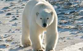 На архипелаге Новая Земля введен режим ЧС изза большого скопления белых медведей