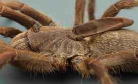 Учёные обнаружили новый вид рогатых пауков