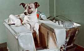 Как умерла первая собака отправленная в космос