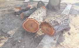 Законна ли вырубка деревьев в Соборном парке мнение компетентных организаций