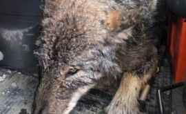 В Эстонии волка спасли из ледяной ловушки