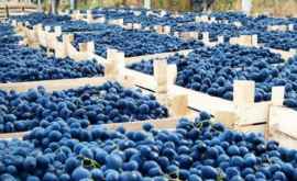 Cote de export doar pentru struguri şi prune valorificate de Moldova în 2018