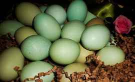 Куры породы Араукана несут цветные яйца