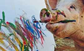 Tablourile pictate de un porc aduc sute de mii de dolari
