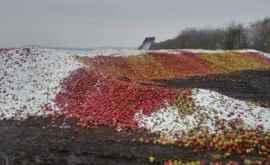 Молдова импортировала тысячи тонн яблок из Украины