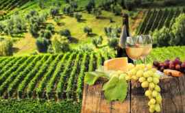 Эксперт Молдова самая подходящая страна для виноградарства 