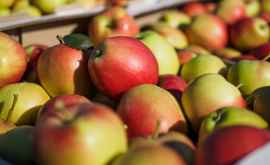 Молдова экспортировала рекордный объём яблок в Россию
