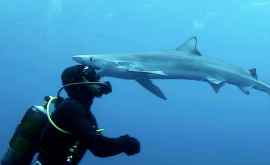 Большая голубая акула поцеловала аквалангиста в лицо ВИДЕО