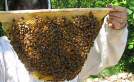 Пчеловоды встретились в Кишиневе чтобы найти решение проблем
