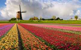 На полях Нидерландов зацвели миллионы тюльпанов ВИДЕО