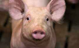 Новая вспышка чумы свиней на юге страны