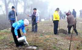 Încă o mie de copaci au fost plantaţi în Chişinău