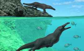 A fost descoperită fosila unei balene stranii cu patru picioare