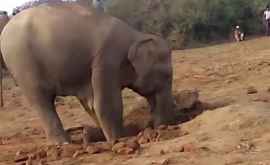 Uimitor Elefantul care a săpat timp de 12 ore fără oprire