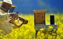 Пчеловодам нужны кооперативы для развития отрасли мнения