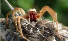 Păianjen periculos descoperit în stînga Nistrului
