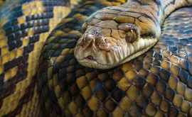 Найдена рекордно длинная змея