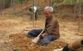 Deși nu are picioare un bătrîn de 70 ani a plantat 17 mii de copaci