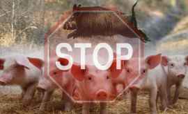 Pesta porcină distruge fermele de porci din China