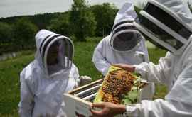 Молдавские пчеловоды получат 80 вертикальных ульев
