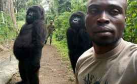 Selfie devenit viral Două gorile pozează ca oamenii
