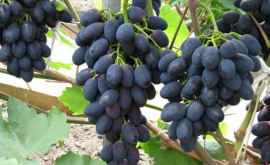 В Молдове переработали почти половину урожая столового винограда 