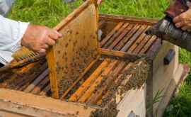 Молдавские пчеловоды бьют тревогу