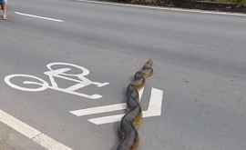 Un șarpe gigant a blocat o șosea din Brazilia VIDEO
