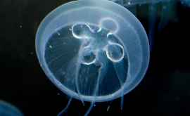 Cercetătorii vor produce un antidot pentru înțepătura celei mai periculoase meduze