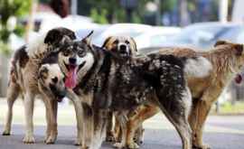 Эффективного решения проблемы бродячих собак в Кишиневе не найдено ВИДЕО