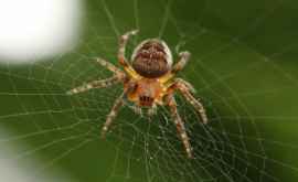 Ученые рассказали о катапультирующим себя к добыче пауке