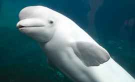 Fapta bună de laudă a unui delfin alb care ia uimit pe toți VIDEO