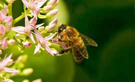 Сегодня отмечается Всемирный День пчел