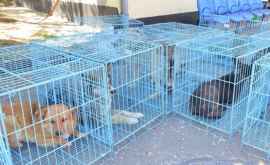 Прибывшие в Кишинев американские ветеринары стерилизовали сотни собак