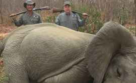 Страна которая снова разрешает охоту на слонов