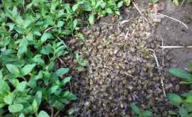 Первые результаты экспертизы массового мора пчел в Гагаузии