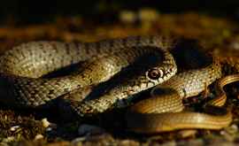 Un cuplu din Cambodgia prins cu 88 de kilograme de șerpi