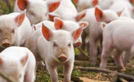 В Молдове подтвердилось 6 случаев африканской чумы свиней
