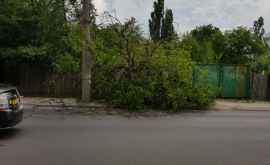 Vînt puternic în Chișinău Un copac doborît la pămînt FOTO